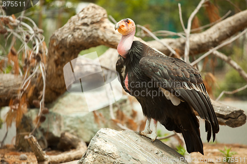 Image of The Endangered California Condor