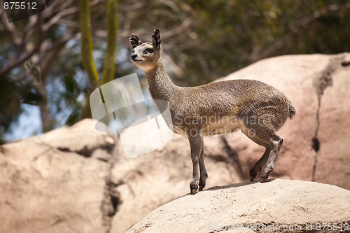 Image of Rock-Dancing Cliff Springer, Klipspringer