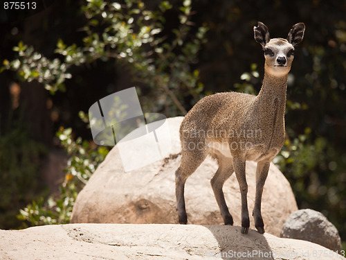 Image of Rock-Dancing Cliff Springer, Klipspringer