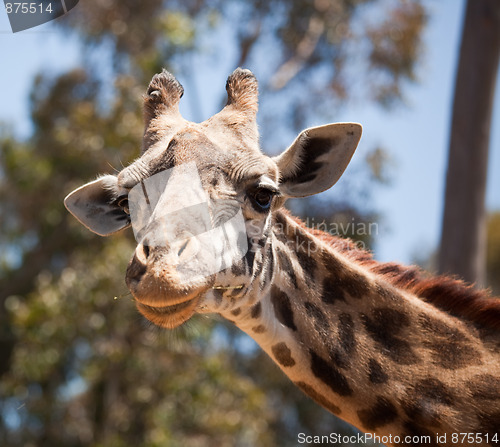 Image of Close-up of Giraffe Head