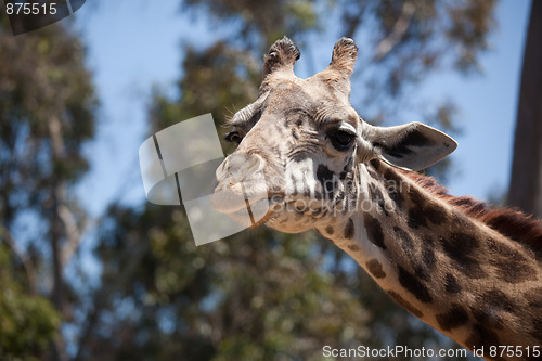 Image of Close-up of Giraffe Head