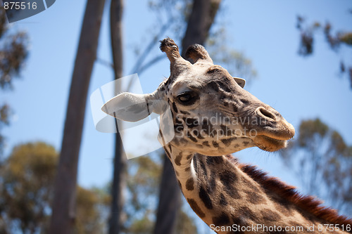 Image of Close-up of Giraffe Head