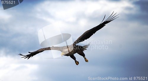 Image of Norwegian eagle
