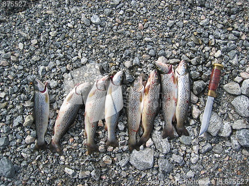 Image of Norwegian mountain fish