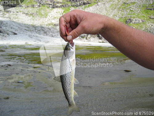 Image of Norwegian mountain fish