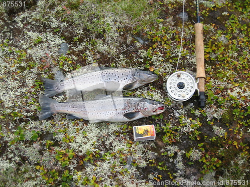 Image of Norwegian mountain fish