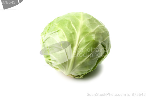 Image of head of green cabbage