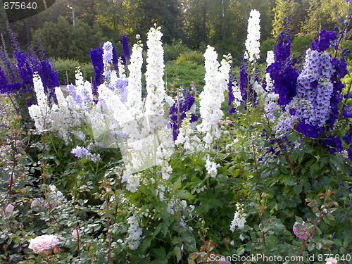 Image of Delphiniums