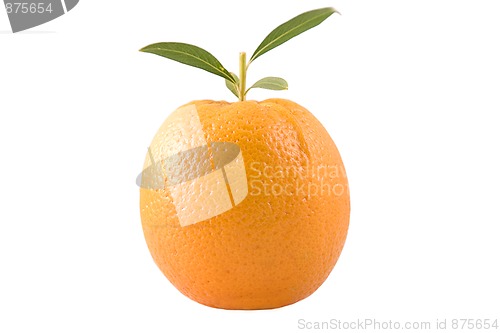 Image of orange with leaves