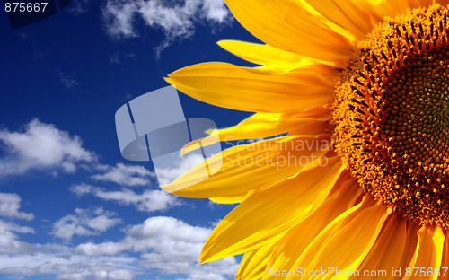 Image of Sunflower