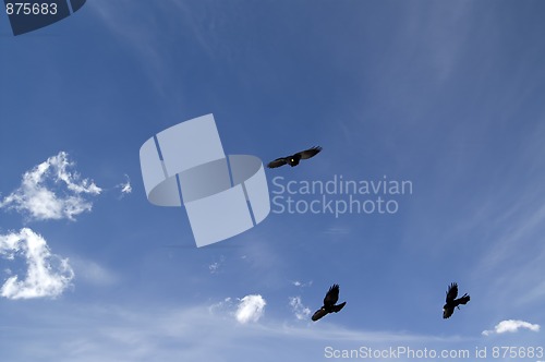 Image of Alpine Chough (Pyrrhocorax graculus)