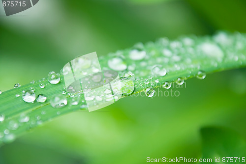 Image of water drops