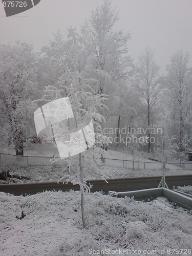 Image of Snowy trees