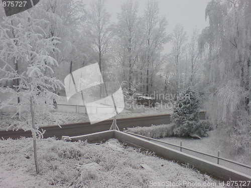 Image of Snowy trees