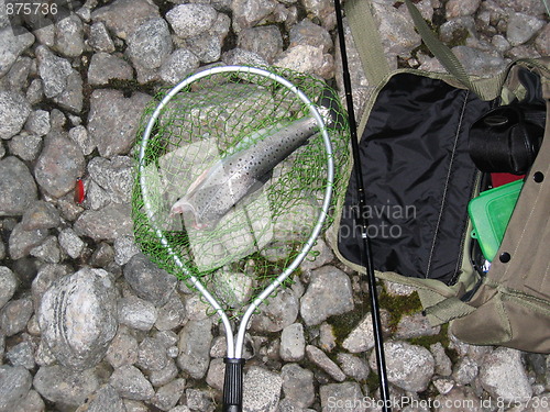 Image of Norwegian mountain fish