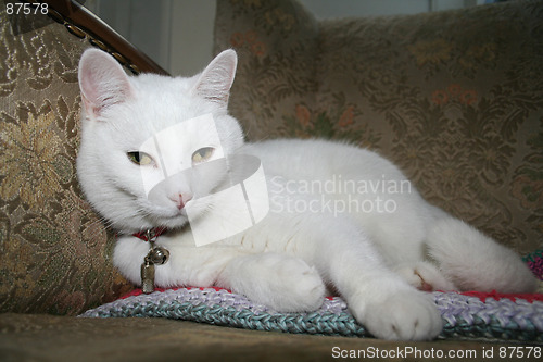 Image of Cat