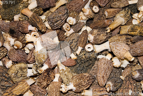 Image of morel mushroom