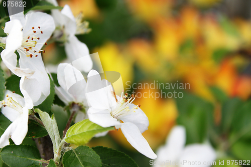 Image of Apple-tree flowers