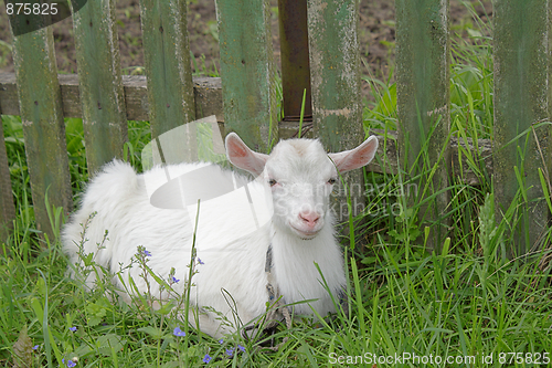 Image of White goatling