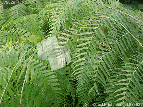 Image of Ferns