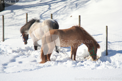 Image of Horses