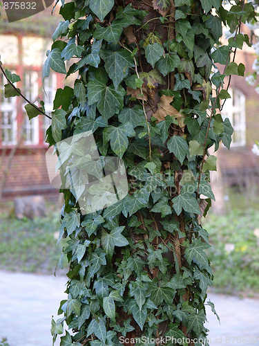 Image of Ivy