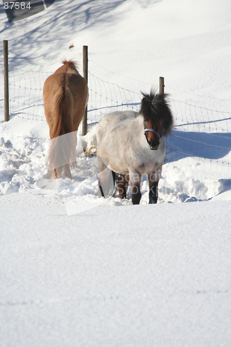 Image of Horses