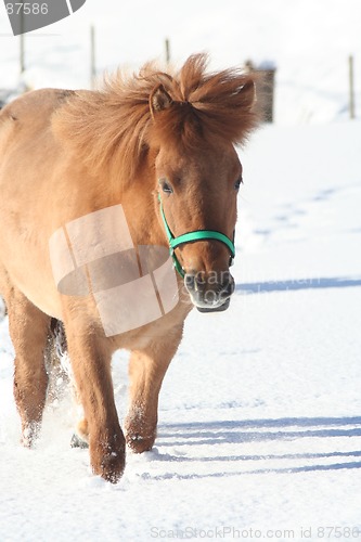 Image of Horses