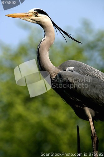 Image of Blue Heron in Amsterdam