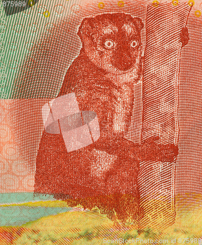 Image of Lemur 