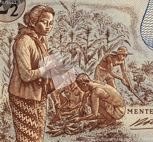 Image of Indonesian Field Workers 