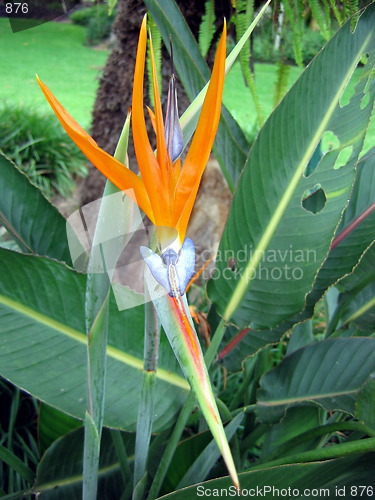 Image of Bird of Paradise