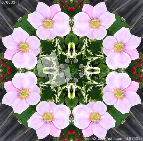Image of Japanese Anemone Pattern Background