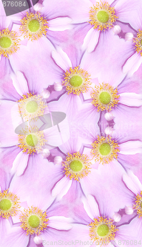 Image of Japanese Anemone Pattern Background