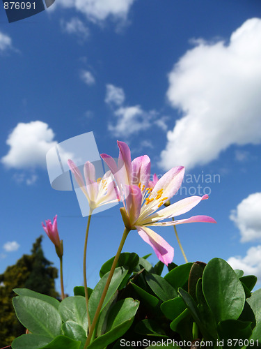 Image of Pink Tweedia Flowers