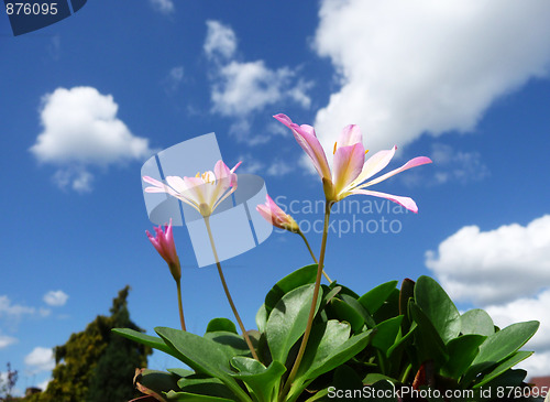 Image of Pink Tweedia Flowers