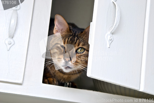 Image of cat peeking out of cabinet