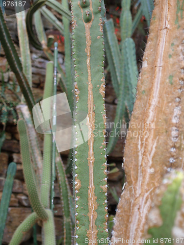 Image of Cactus