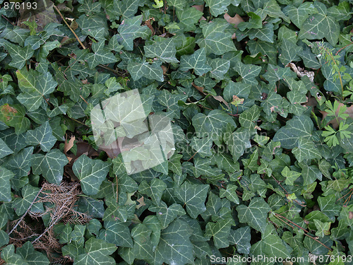 Image of Ivy