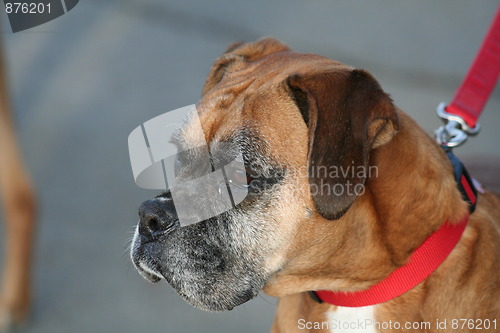 Image of Boxer Dog