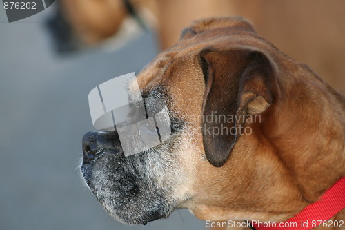 Image of Boxer Dog