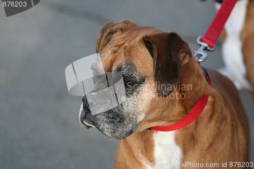 Image of Boxer Dog