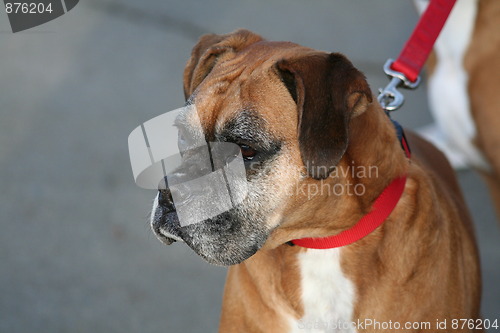 Image of Boxer Dog