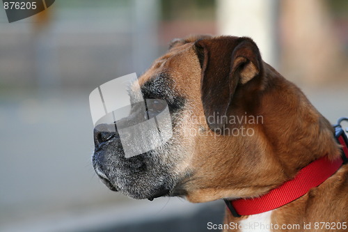 Image of Boxer Dog