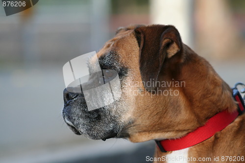 Image of Boxer Dog