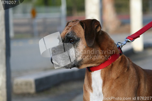 Image of Boxer Dog