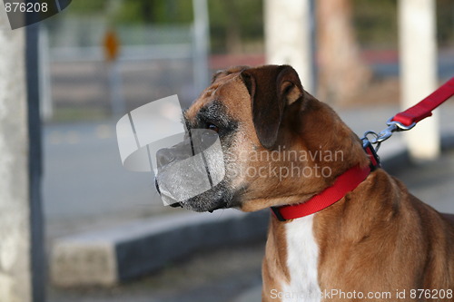 Image of Boxer Dog