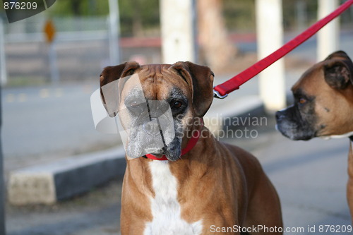 Image of Boxer Dog