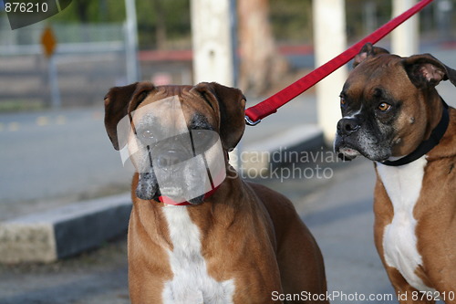 Image of Boxer Dog