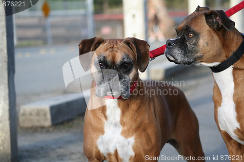 Image of Boxer Dog